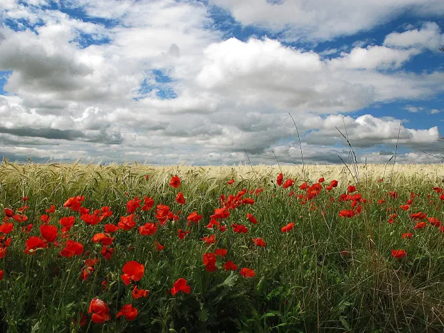 Korenveld met klaprozen onder een bewolkte lucht in de Tierra de Campos, het hart van de Meseta Korenveld met klaprozen onder een bewolkte lucht in de Tierra de Campos, het hart van de Meseta