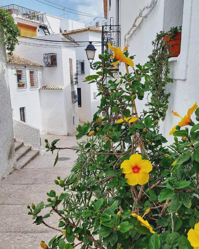 Kleurrijke struik in de iconische witte straatjes in de binnenstad van Altea