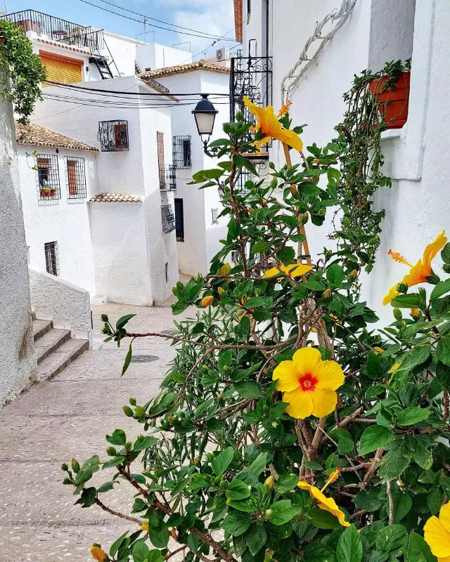Kleurrijke struik in de iconische witte straatjes in de binnenstad van Altea Kleurrijke struik in de iconische witte straatjes in de binnenstad van Altea