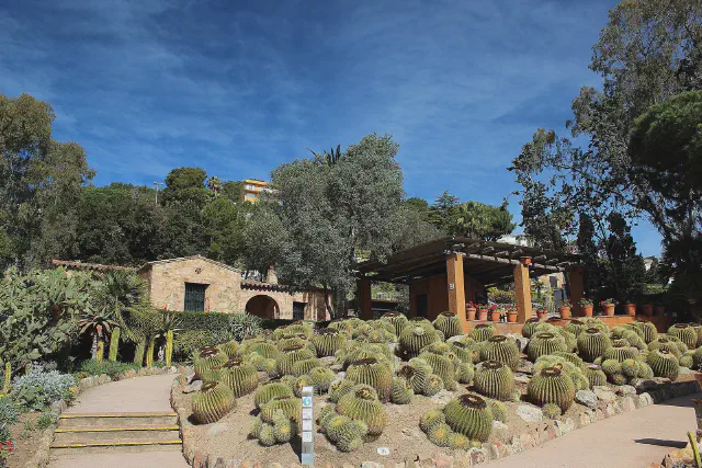 De bekende vetplanten in de botanische tuin Pinya de Rosa in Blanes