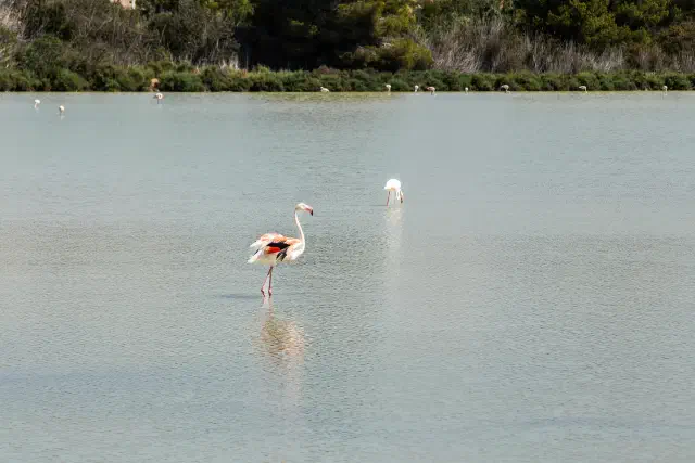 Flamingo's in de zoutmeren van Les Salines in Calpe Flamingo's in de zoutmeren van Les Salines in Calpe