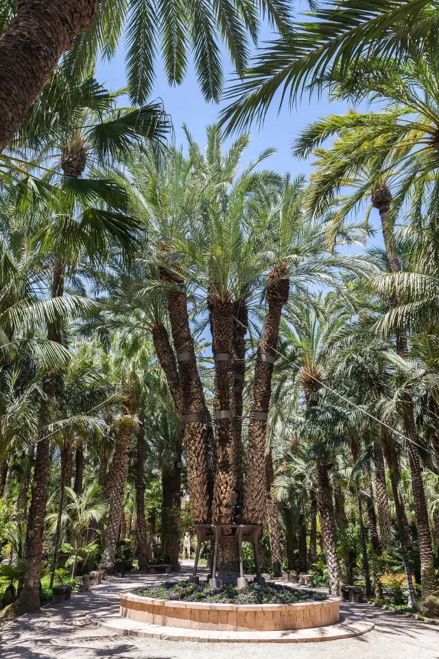 Huerto del Cura in Elche met de Palmera Imperial Huerto del Cura in Elche met de Palmera Imperial