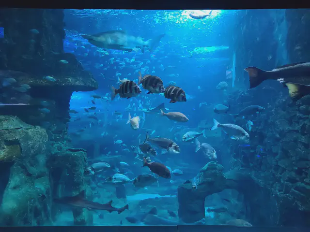 Een foto van vissen in het Aquarium in San Sebastian