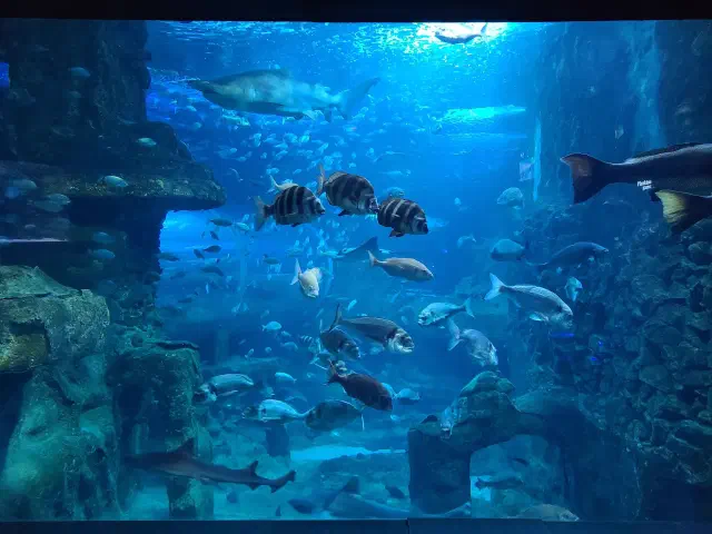 Een foto van vissen in het Aquarium in San Sebastian Een foto van vissen in het Aquarium in San Sebastian
